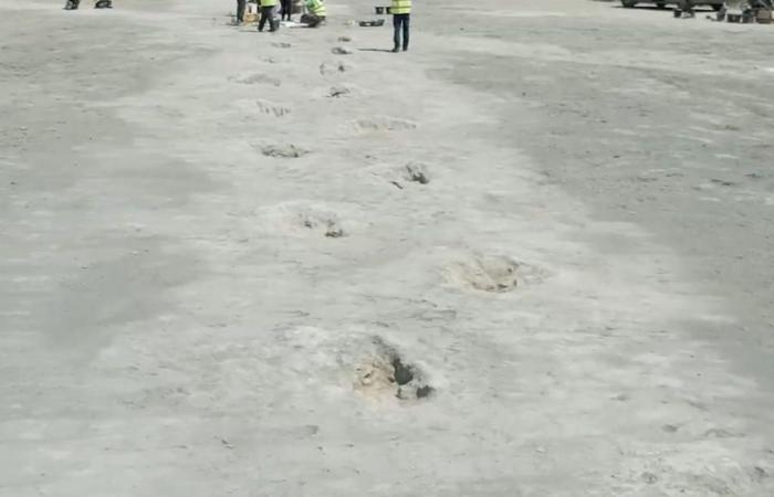 Arqueólogos descubren “una autopista de dinosaurios” con huellas nunca antes vistas