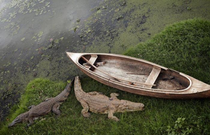 La misteriosa isla del fotógrafo Henry Roy