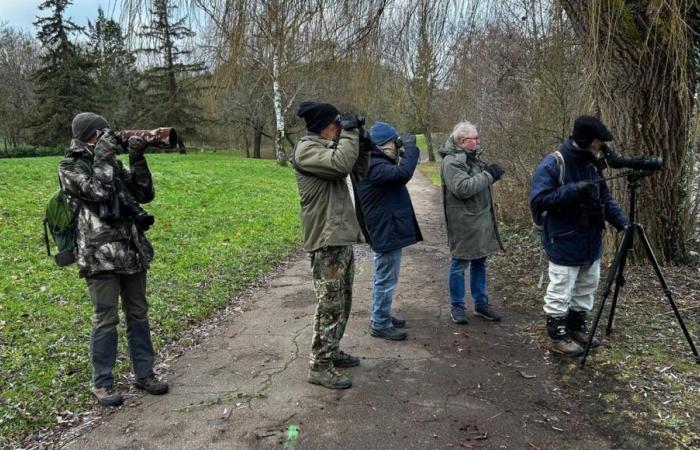 FOTOS – Seguimos a los voluntarios de la LPO de Côte-d’Or para el recuento de aves a orillas del lago Kir