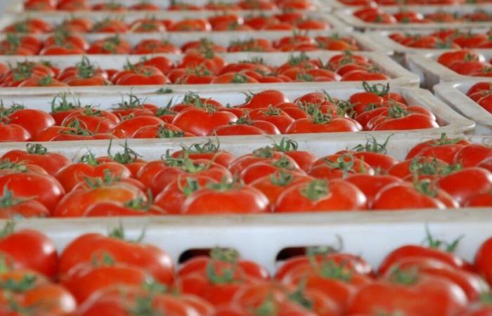 Exportaciones marroquíes a la UE: cómo resiste el tomate