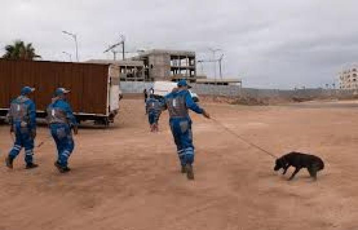 Violencia – La ONG estadounidense “En defensa de los animales” denuncia la matanza de perros callejeros en Marruecos