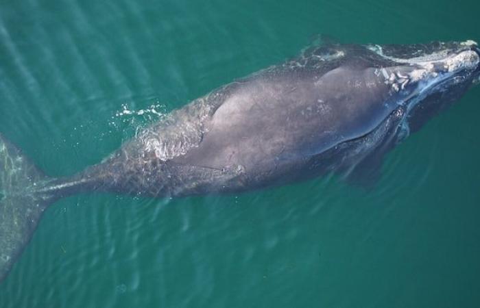 Drones para inventariar lesiones en ballenas francas