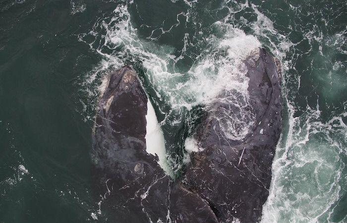 Drones para inventariar lesiones en ballenas francas