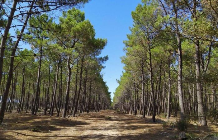 ANEF niega las acusaciones de destrucción de pinares en Nador