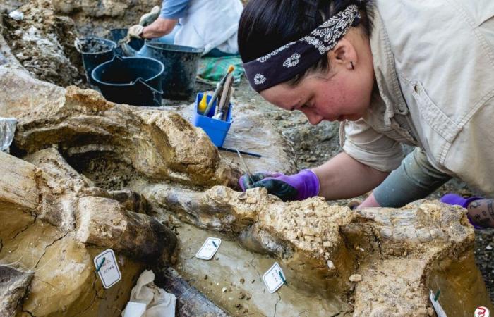 “Nunca pensamos que encontraríamos una nueva especie” en el sitio de Angeac, en Charente