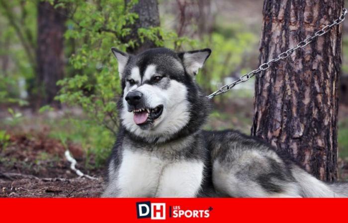 Ataque fatal a Aodren, 7 años: los perros malamute, considerados peligrosos, fueron sacrificados