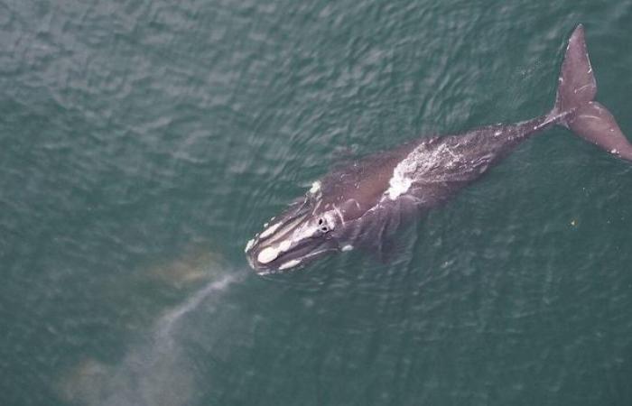 Drones para inventariar lesiones en ballenas francas