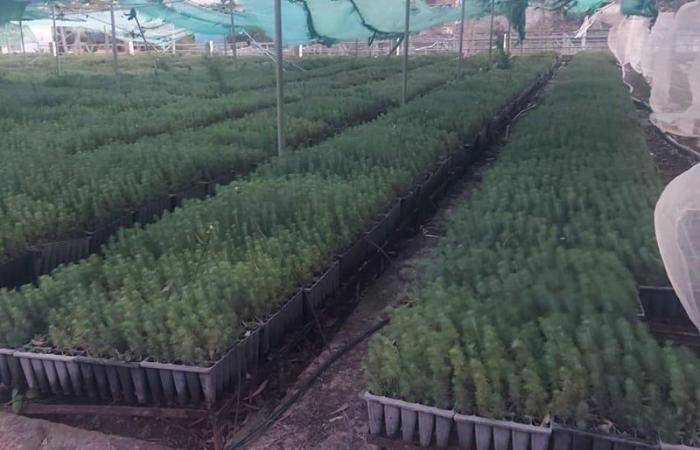 ANEF desmiente los rumores sobre la plantación de pinos en Nador