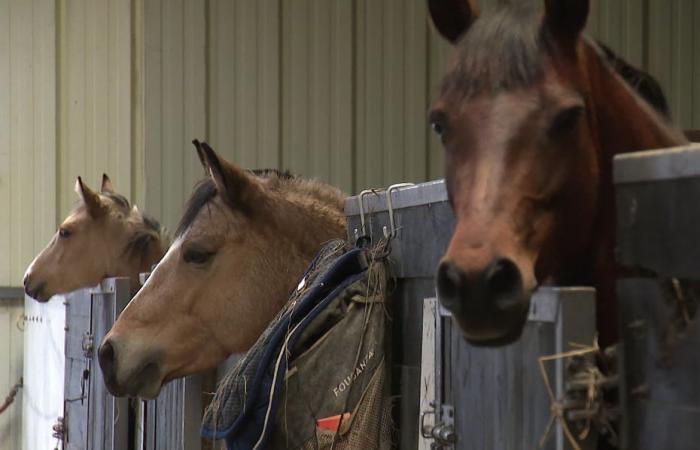 ¿Qué es esta enfermedad que mata a los caballos en pocos días: la rinoneumonía?