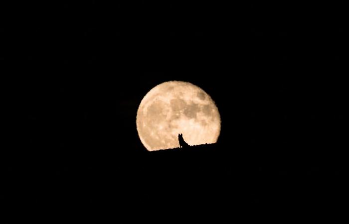 Esta noche, el cielo de Milán se iluminará con la luna llena del lobo.