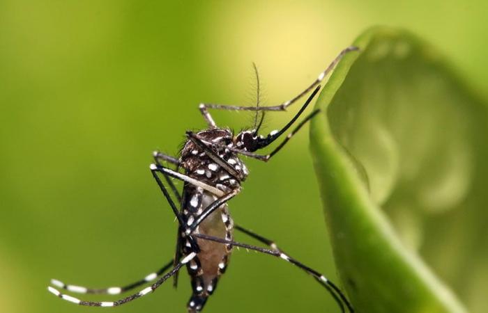 Mosquitos genéticamente modificados para controlar enfermedades