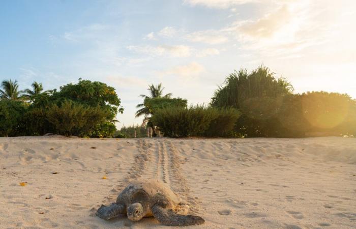 A mitad de temporada de anidación, cerca de 1.500 crías de tortuga ya han regresado al océano en Tetiaroa