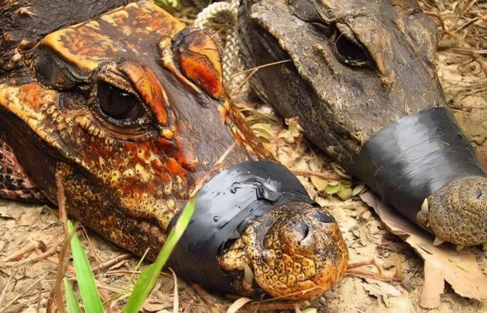 Estos cocodrilos naranjas en evolución se están convirtiendo en una nueva especie ????