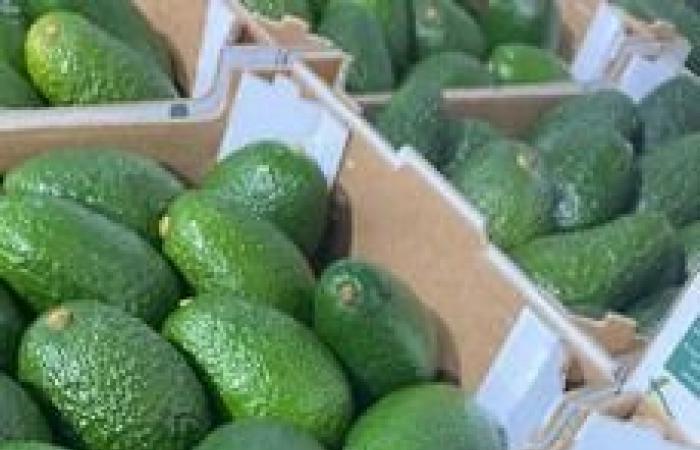 “El mango y el aguacate afrontan precios bajos, pero el mercado aún encuentra un equilibrio”