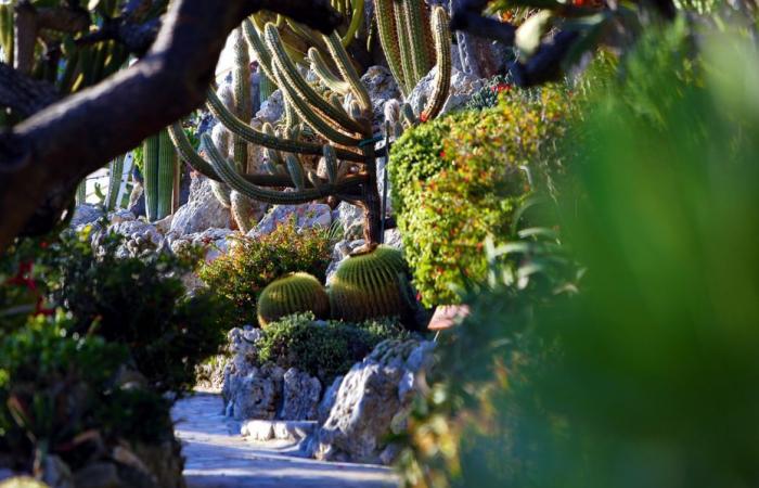 “¡Espero que los turistas estén felices de volver!” El jardín exótico de Mónaco debería reabrirse al público este año