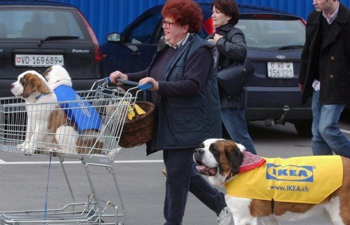 IKEA toma medidas radicales contra los perros