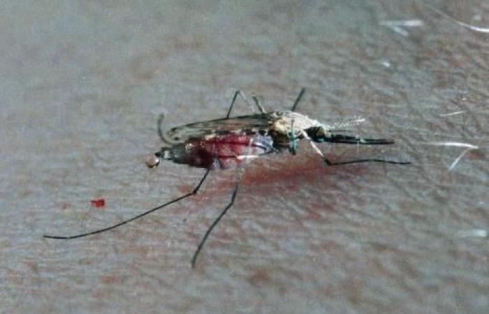 Alerta por chikungunya en Reunión