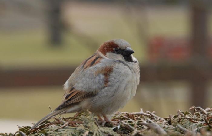 El gorrión común, rey de las aves invernales