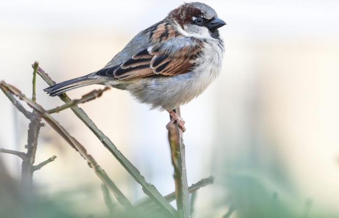 El petirrojo se encuentra en casi dos tercios de los jardines suizos