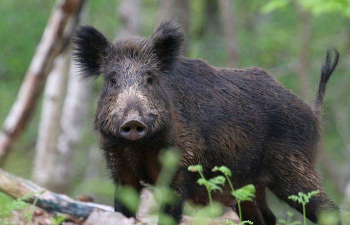 Los cazadores de Tarn-et-Garonnais en alerta ante un año récord