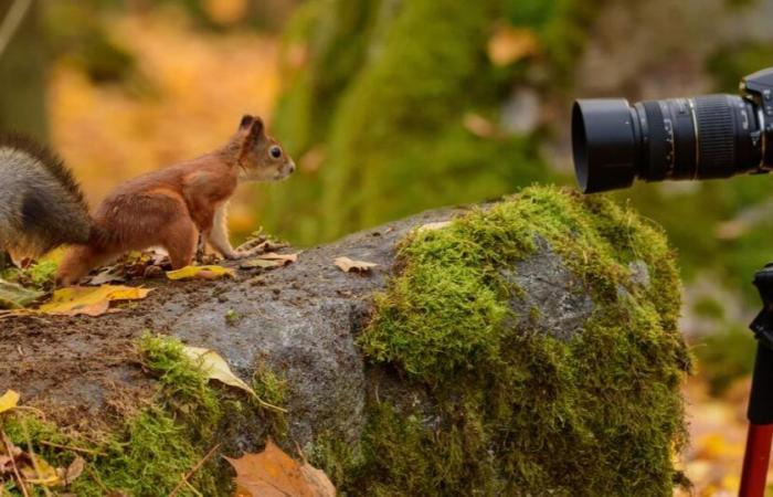 7 consejos para fotografiar animales salvajes