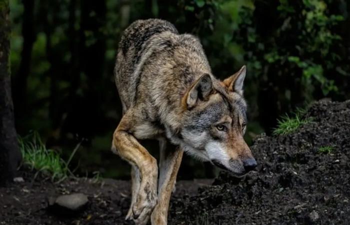 Depredación del lobo: novedades en el Tarn