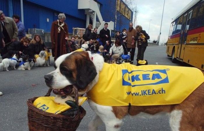 IKEA toma medidas radicales contra los perros