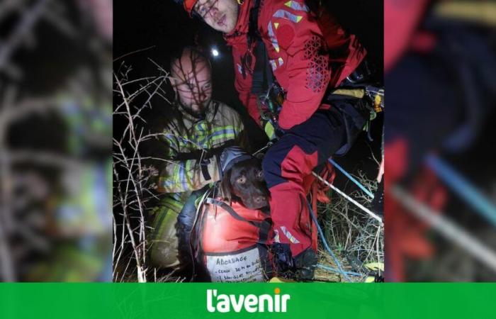 Tres perros y su amo salvados de las ruinas de Poilvache por los bomberos de la zona Dinaphi y el GRIMP