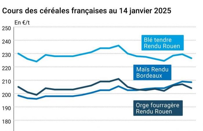 Mercado de cereales el 14 de enero de 2025 – Los precios del trigo y el maíz en Euronext se ven penalizados por la subida del euro frente al dólar