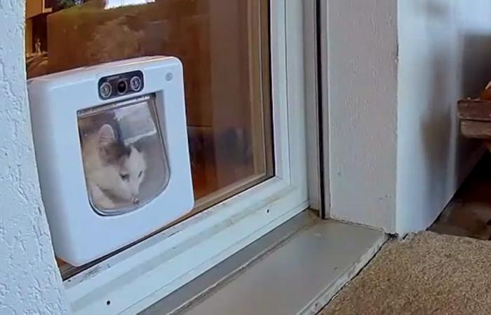 Compran una puerta para gatos de alta tecnología y se la quitan