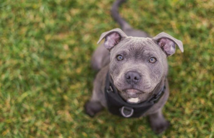 Un individuo condenado por estrangular a su perro.