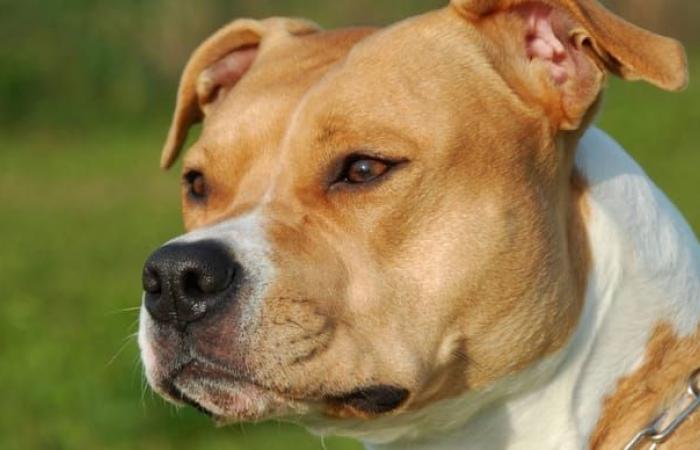 En Oise, condenado por estrangular a su perro durante 45 minutos