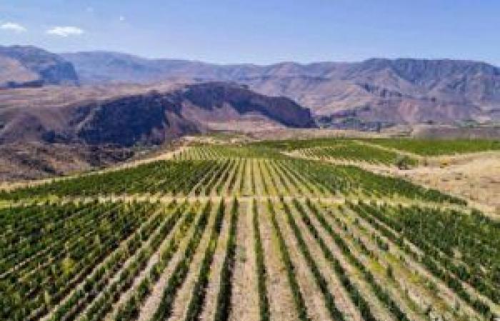 La casa de vinos armenia HIN ARENI, la fuerza de un terruño antiguo – Armenian News Online