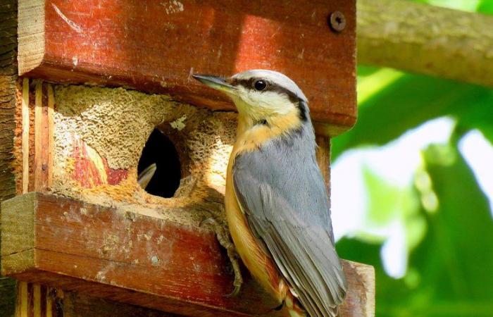 Gagnac-sur-Garonne. Expo Biodiversidad