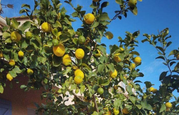 Recogerá limones de tamaño excepcional