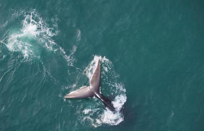 Drones para inventariar las lesiones de las ballenas francas – Portail des Îles de la Madeleine