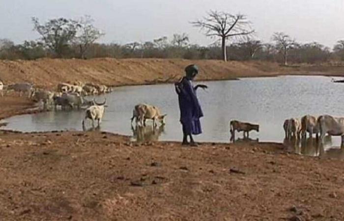 La fiebre del Valle del Rift golpea a Ngaoundaye