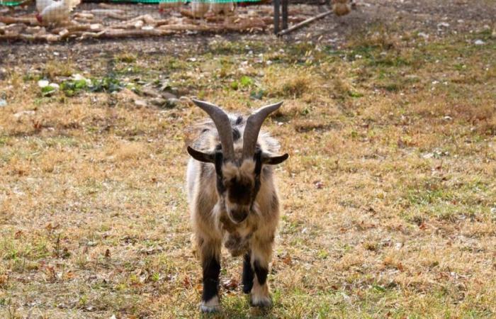 En medio del pueblo, un hombre intenta matar una cabra para comérsela.