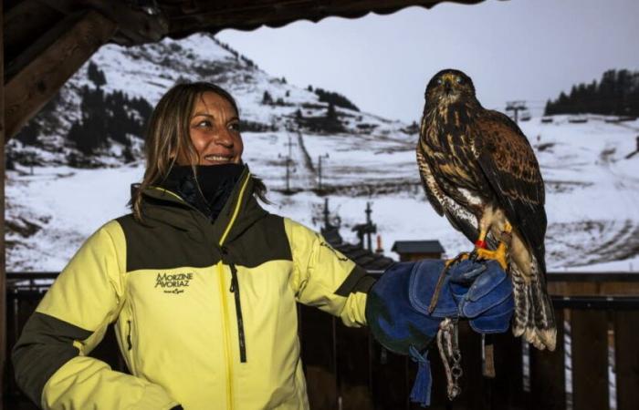 en el corazón del vuelo invernal de las águilas del lago Lemán