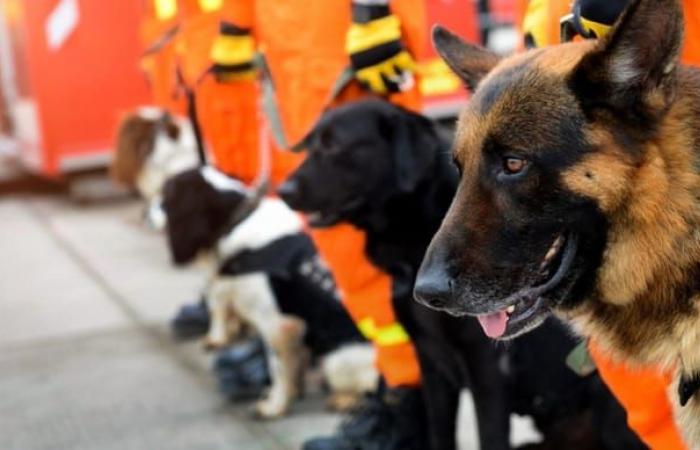 Estos perros abandonados por ser hiperactivos son hoy héroes