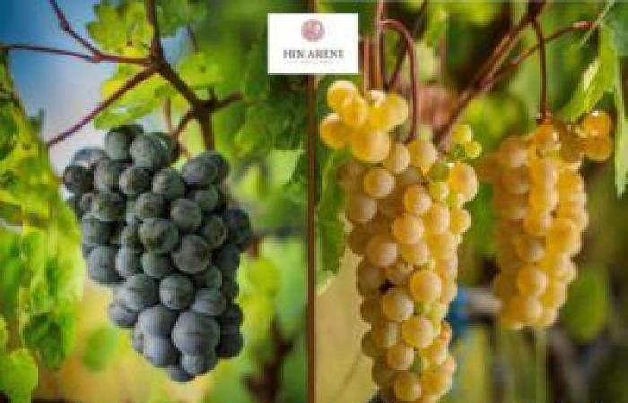 La casa de vinos armenia HIN ARENI, la fuerza de un terruño antiguo – Armenian News Online