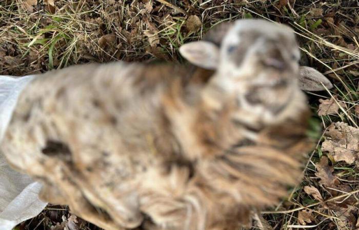 Una oveja muerta encontrada en un camino cerca de Redange-sur-Attert