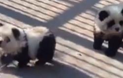 En China, un zoológico causa escándalo al teñir perros de blanco y negro para que parezcan pandas