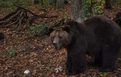 Un oso arrastra el cuerpo de una víctima de un accidente en el bosque: una escena rara en Estados Unidos – LINFO.re