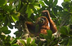 Malasia quiere probar la “diplomacia orangután” – 08/05/2024 a las 16:01