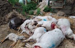 35 ovejas muertas en Côte-d’Or, 28 en Yonne… el lobo vuelve a causar estragos en Borgoña
