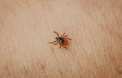 Garrapatas y enfermedad de Lyme: estos consejos a tener en cuenta