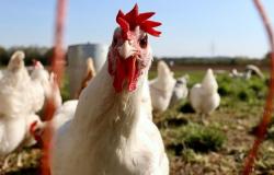 No hay señales de que la gripe aviar H5N1 se esté propagando entre humanos, dice el jefe de la OMS
