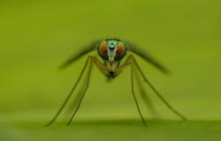 ¿Cuáles son las acciones correctas a adoptar para protegerse de los mosquitos?
