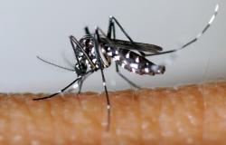 ¿Qué funciona realmente contra los mosquitos?